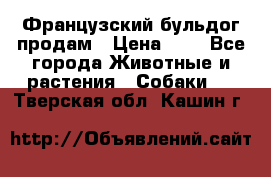 Французский бульдог продам › Цена ­ 1 - Все города Животные и растения » Собаки   . Тверская обл.,Кашин г.